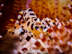 Hideaway

Coleman Shrimp - Periclimenes colemani

Bal... by Stefan Follows 